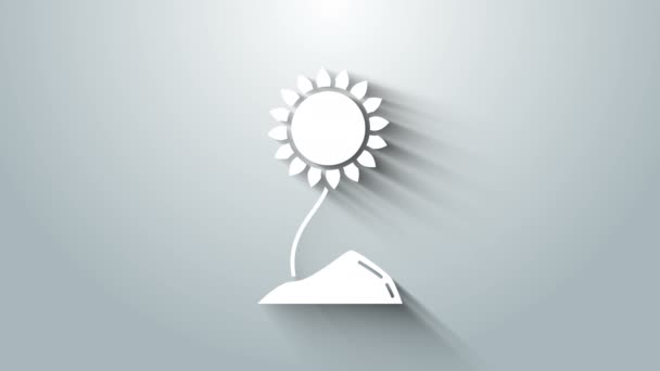 Biała ikona słonecznika odizolowana na szarym tle. 4K Animacja graficzna ruchu wideo — Wideo stockowe