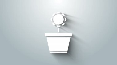 Gri arkaplanda, tencere simgesinde beyaz çiçek izole edilmiş. Tencerede yetişen bir bitki. Saksı bitkisi işareti. 4K Video hareketli grafik canlandırması