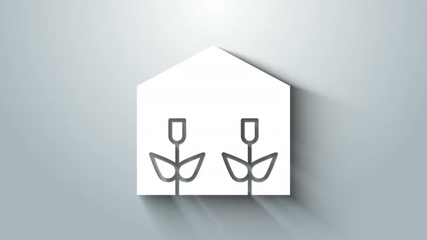 White Home Gewächshaus und Pflanzen Ikone isoliert auf grauem Hintergrund. 4K Video Motion Grafik Animation