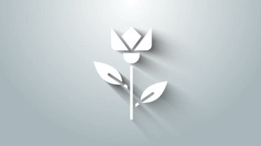 Beyaz Çiçek lale simgesi gri arkaplanda izole edildi. 4K Video hareketli grafik canlandırması