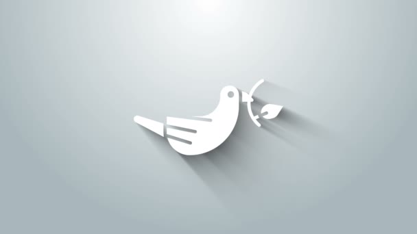 Paloma White Peace con icono de rama de olivo aislado sobre fondo gris. Feliz Pascua. Animación gráfica de vídeo 4K — Vídeo de stock