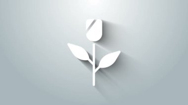 Beyaz Çiçek gül simgesi gri arkaplanda izole edildi. 4K Video hareketli grafik canlandırması