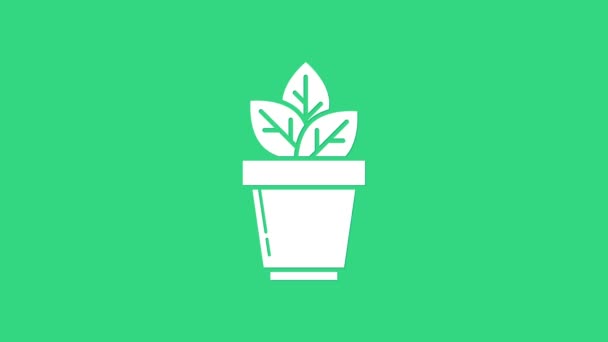 Weiße Blumen im Topf Symbol isoliert auf grünem Hintergrund. Pflanze, die im Topf wächst. Topfpflanzenschild. 4K Video Motion Grafik Animation — Stockvideo
