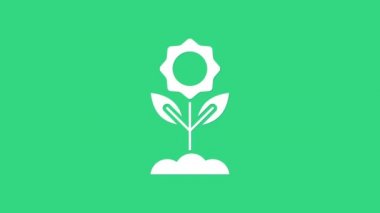 Yeşil arkaplanda beyaz çiçek simgesi izole edildi. 4K Video hareketli grafik canlandırması