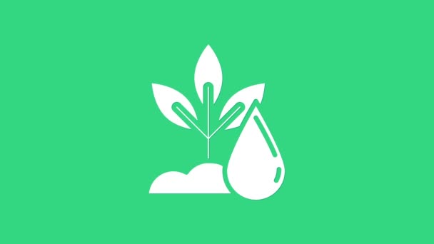 Icono de planta de riego blanco aislado sobre fondo verde. Semillas y plántulas. Símbolo de riego. La naturaleza de la hoja. Animación gráfica de vídeo 4K — Vídeo de stock
