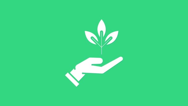 Λευκό φυτό στο χέρι της περιβαλλοντικής προστασίας εικονίδιο απομονώνονται σε πράσινο φόντο. Σπόροι και σπορά. Φυτεύω δενδρύλλιο. Οικολογική έννοια. 4K Γραφική κίνηση κίνησης βίντεο — Αρχείο Βίντεο