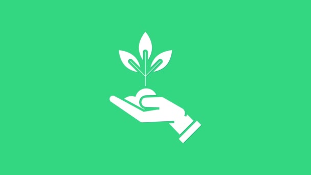 Weiße Pflanze in der Hand des Umweltschutzsymbols isoliert auf grünem Hintergrund. Samen und Sämlinge. Bäumchen pflanzen. Ökologiekonzept. 4K Video Motion Grafik Animation — Stockvideo