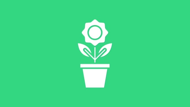 Λευκό λουλούδι στο εικονίδιο ποτ απομονώνονται σε πράσινο φόντο. Φυτό που φυτρώνει σε γλάστρα. Σήμα από γλάστρα. 4K Γραφική κίνηση κίνησης βίντεο — Αρχείο Βίντεο