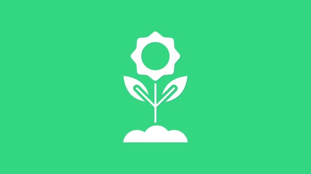 Weiße Blume Symbol isoliert auf grünem Hintergrund. 4K Video Motion Grafik Animation — Stockvideo