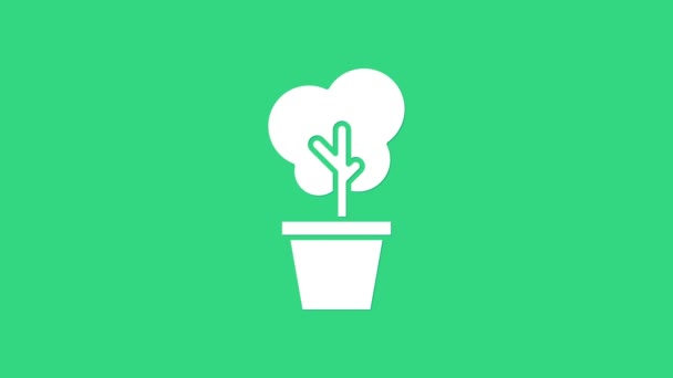 Arbre blanc en pot icône isolé sur fond vert. Plante d'intérieur en pots. Décor naturel pour la maison et l'intérieur. Panneau végétal en pot. Animation graphique de mouvement vidéo 4K — Video