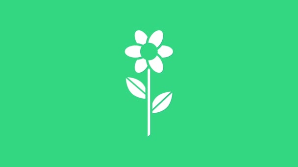 Icono Flor Blanca aislado sobre fondo verde. Animación gráfica de vídeo 4K — Vídeo de stock