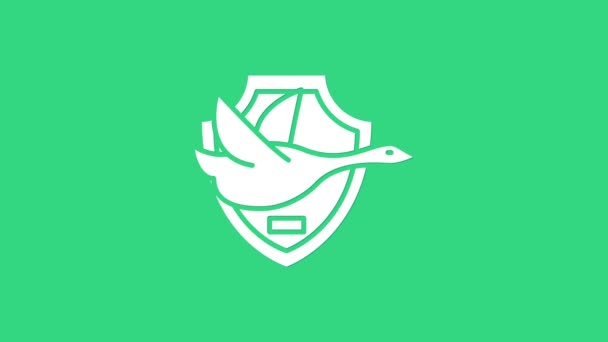 Bílá létající kachna na štítové ikoně izolované na zeleném pozadí. Lovecká trofej na zdi. Grafická animace pohybu videa 4K — Stock video