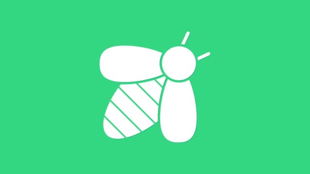 Значок White Bee выделен на зеленом фоне. Сладкая натуральная еда. Медовая пчела или апис с символом крыльев. Летающее насекомое. Видеографическая анимация 4K — стоковое видео