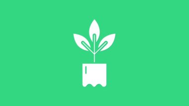 Yeşil arka planda izole edilmiş şişe ikonundaki beyaz bitki. Tohum ve tohum. İşaret bırakıyor. Yaprak doğası. 4K Video hareketli grafik canlandırması