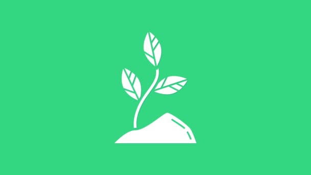Icono de White Sprout aislado sobre fondo verde. Semillas y plántulas. Firma de hojas. La naturaleza de la hoja. Animación gráfica de vídeo 4K — Vídeo de stock