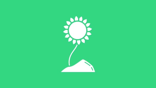 Bílé slunečnice ikona izolované na zeleném pozadí. Grafická animace pohybu videa 4K — Stock video