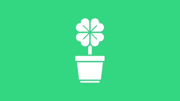 Biały Czterolistna koniczyna w ikonie garnka izolowane na zielonym tle. Szczęśliwego dnia Świętego Patryka. 4K Animacja graficzna ruchu wideo — Wideo stockowe