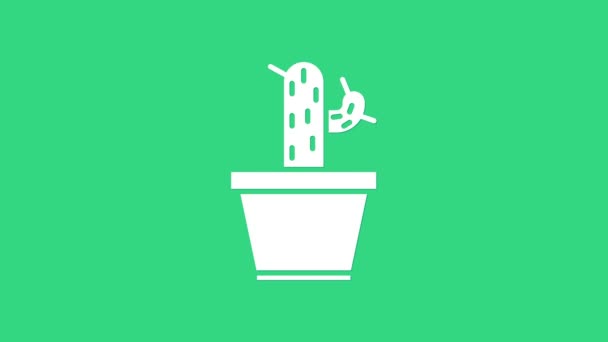 Cactus blanco y suculento en maceta icono aislado sobre fondo verde. Planta creciendo en una maceta. Signo de planta en maceta. Animación gráfica de vídeo 4K — Vídeo de stock
