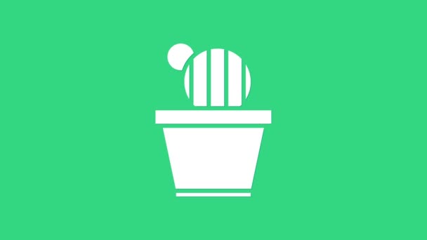 Witte cactus en sappig in pot pictogram geïsoleerd op groene achtergrond. Planten groeien in een pot. Plantenteken. 4K Video motion grafische animatie — Stockvideo
