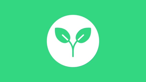 Λευκό εικονίδιο βιοκαυσίμων απομονωμένο σε πράσινο φόντο. Οικολογικό βιογραφικό. Πράσινο περιβάλλον και ανακύκλωση. 4K Γραφική κίνηση κίνησης βίντεο — Αρχείο Βίντεο