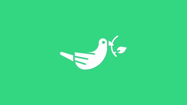 Bílá mírová holubice s ikonou olivové větve izolované na zeleném pozadí. Veselé Velikonoce. Grafická animace pohybu videa 4K — Stock video