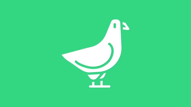 Icono de Paloma Blanca aislado sobre fondo verde. Animación gráfica de vídeo 4K — Vídeo de stock