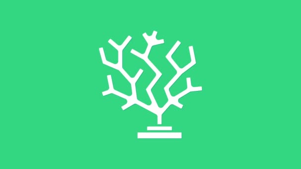 White Coral icon isolated on green background. 4K Video motion graphic animation — Stock Video