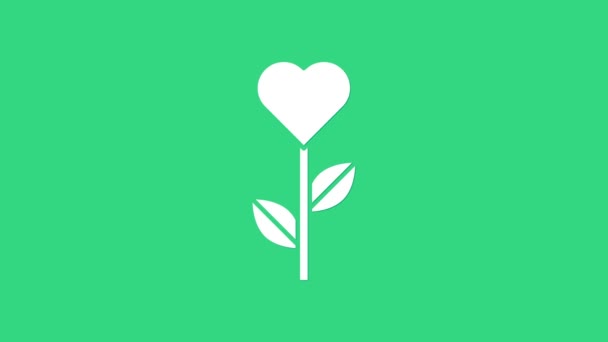 Bianco a forma di cuore in un'icona di fiore isolato su sfondo verde. Animazione grafica 4K Video motion — Video Stock