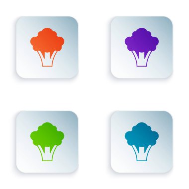 Beyaz arkaplanda izole edilmiş renkli Brokoli simgesi. Kare düğmelere renkli simgeleri yerleştir. Vektör.