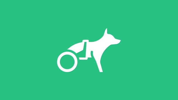 Cão paralisado branco no ícone da cadeira de rodas isolado no fundo verde. Animação gráfica em movimento de vídeo 4K — Vídeo de Stock
