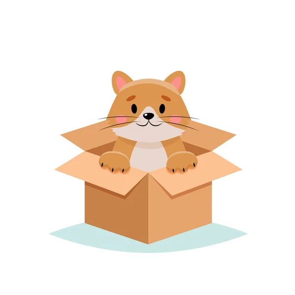 ペットを採用-白い背景に隔離された箱の中のかわいい猫 — ストック写真