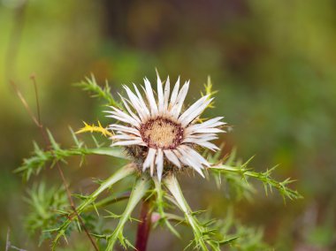 Gümüş thistle