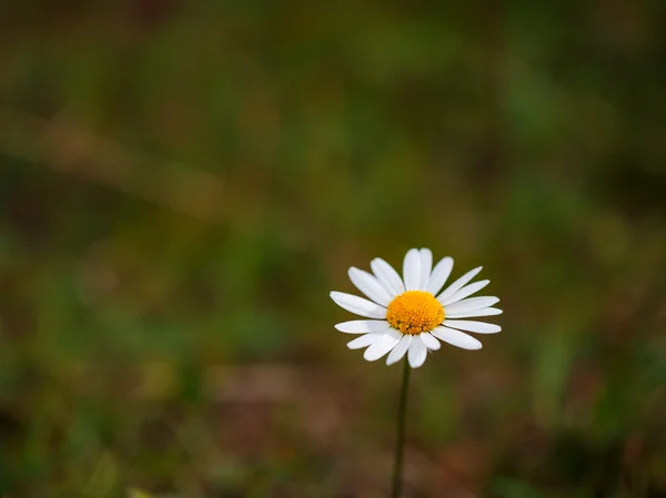 Marguerite sauvage — Photo