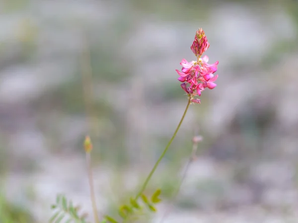 Rosa flor de trébol —  Fotos de Stock