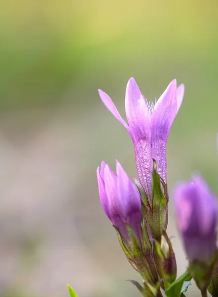 Genziana tedesca — Foto Stock