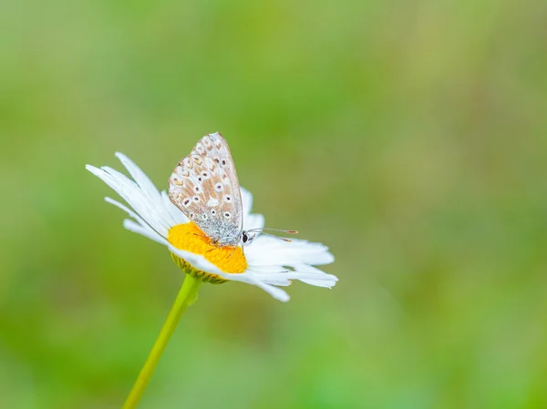 Borboleta alada gossamer — Fotografia de Stock