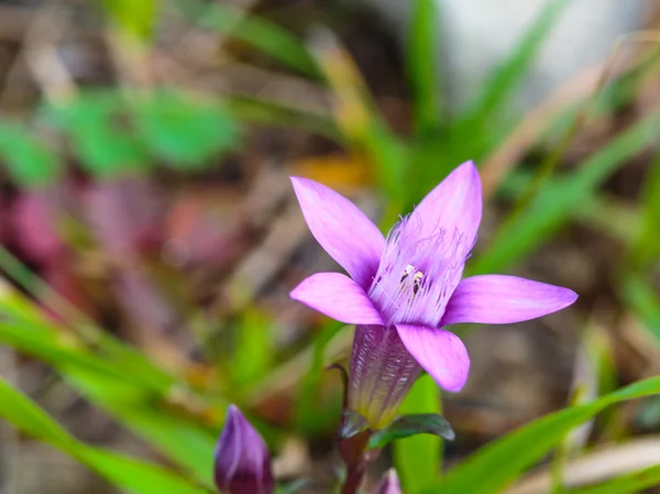 Tyska gentiana — Stockfoto