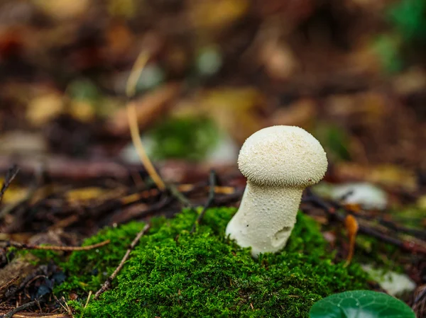 Reich der Pilze — Stockfoto