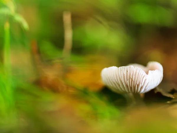 Mushroom Kingdom — Stock Photo, Image