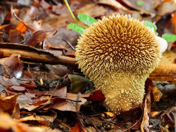 Reich der Pilze — Stockfoto