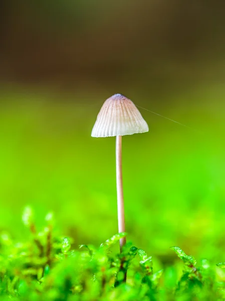 Reino de champiñones encantador — Foto de Stock