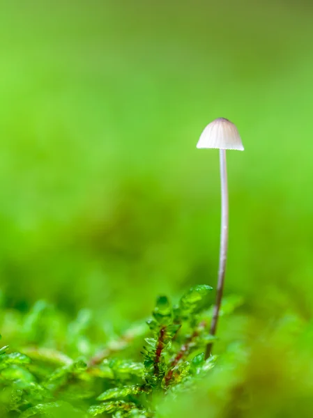 Прекрасное грибное королевство — стоковое фото