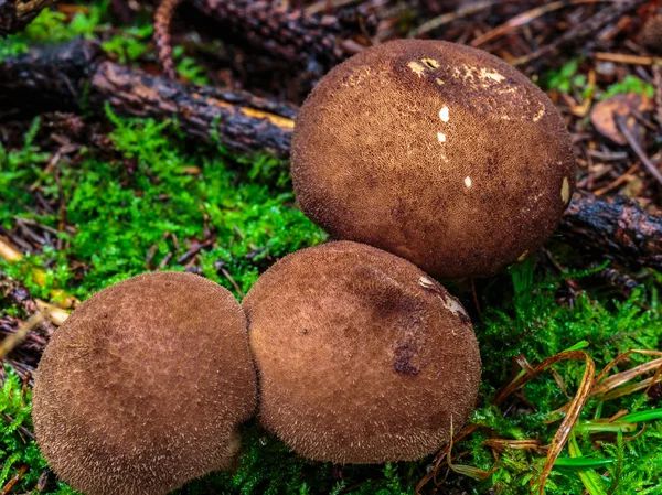 Schönes Pilzreich — Stockfoto