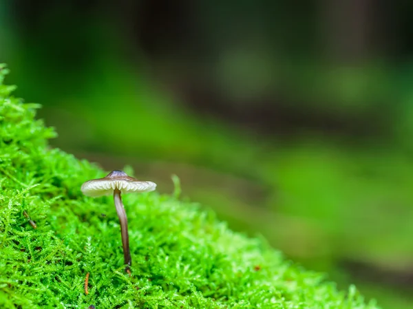 Charmant royaume des champignons — Photo