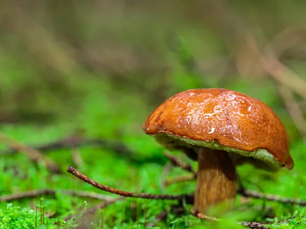 Bel regno di funghi — Foto Stock