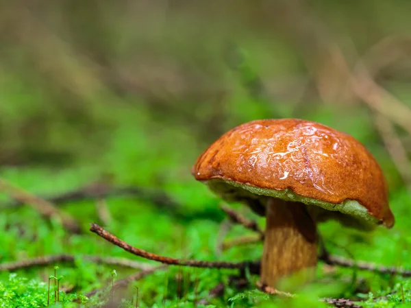 Adorável Reino dos Cogumelos — Fotografia de Stock