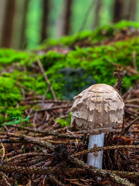 Lovely Mushroom Kingdom — Stock Photo, Image