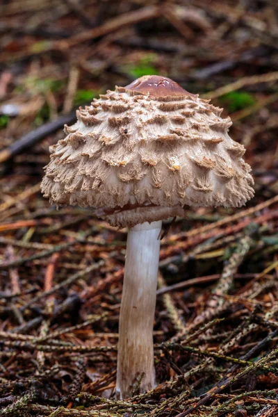 Krásné houbové království — Stock fotografie