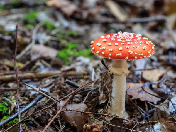 Wilde paddenstoel — Stockfoto