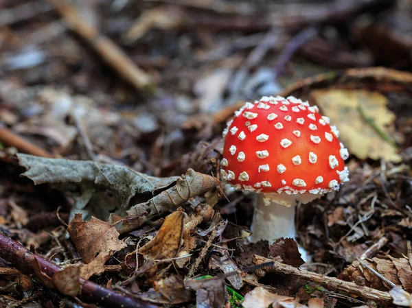 Funghi selvatici — Foto Stock